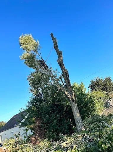 Abattage d'arbre – SAUNIER Espaces Verts