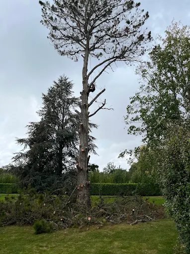 Dessouchage – SAUNIER Espaces Verts, paysagiste Maine-et-Loire (49)