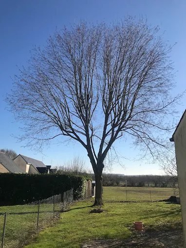 Démontage d'arbre – SAUNIER Espaces Verts, paysagiste Maine-et-Loire (49)