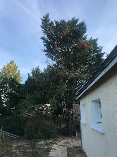 Taille de haie – SAUNIER Espaces Verts, paysagiste Maine-et-Loire (49)