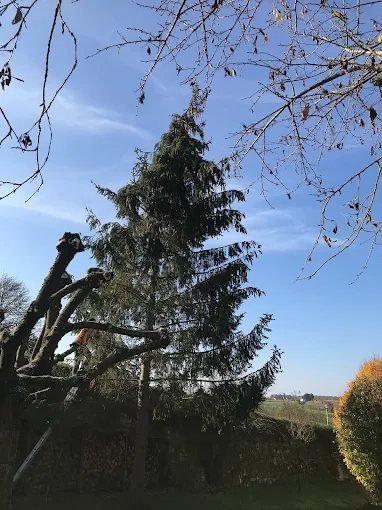Abattage de conifères – SAUNIER Espaces Verts