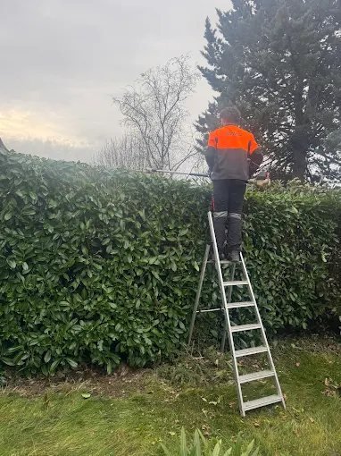 Taille de haie – SAUNIER Espaces Verts